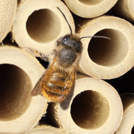 2 ruches avec jardinière intégrée