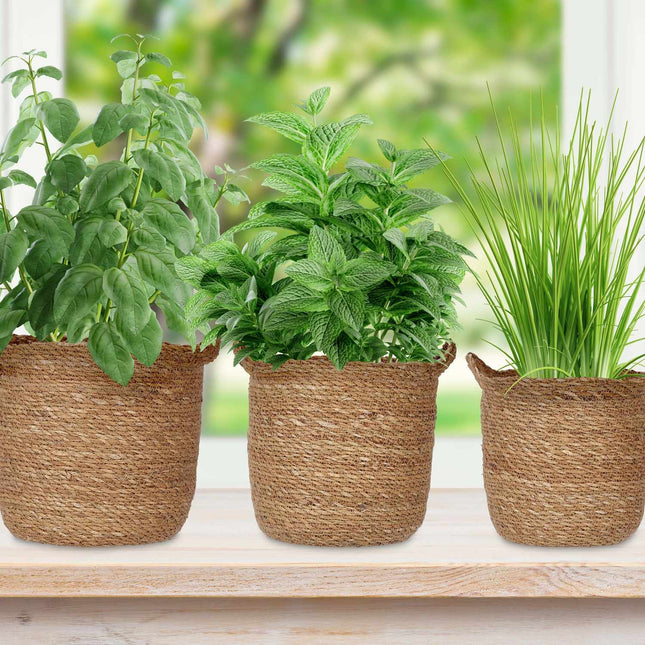 3x Seegras Blumentopf mit Henkel