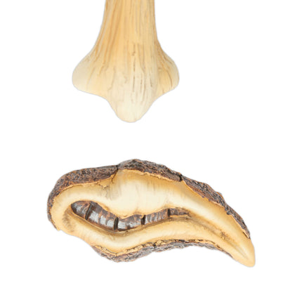 4-teiliges Baumgesicht mit Augenbrauen
