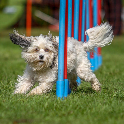 Agility für Hunde Wippe