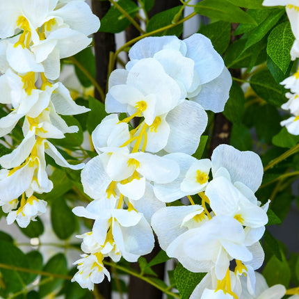 Plante artificielle avec glycine blanche Plantes artificielles décoratives en pot, 1,65 m, ciment plastique, blanc + vert
