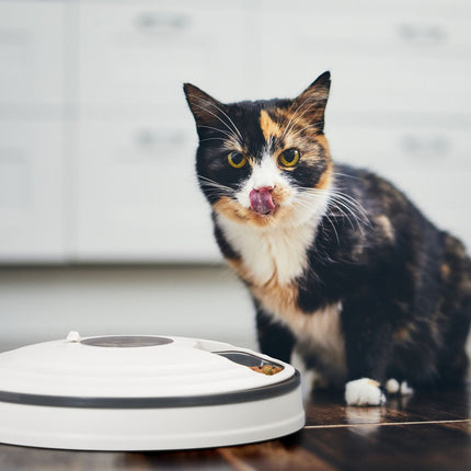Automatic Pet Feeder, 6-Portion Electric Food Dispenser
