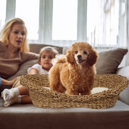 Bed for dogs and cats