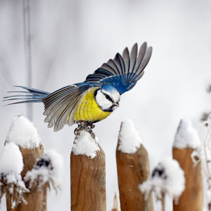Vogelhäuschen für Fenster, 4er Set