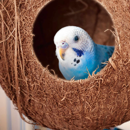 Vogelhäuschen Kokosnuss 2er Set