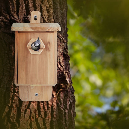 Birdhouse wood