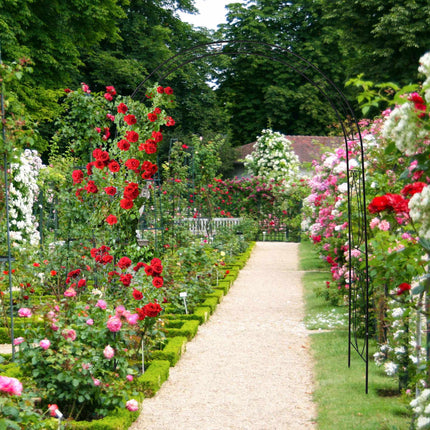 Black rose arch