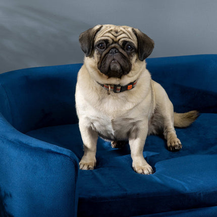 Blue Velvet Dog Sofa with Backrest and Wood Legs