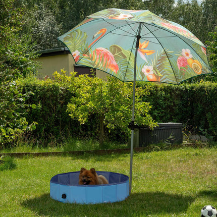 Piscine bleue pour chiens