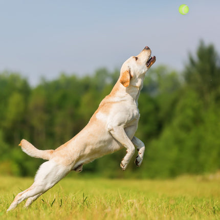 Kugeln für Hunde 2er Set