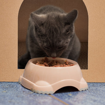 Maison pour chat en carton avec griffoir