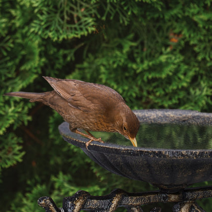 Cast iron bird bath Welcome