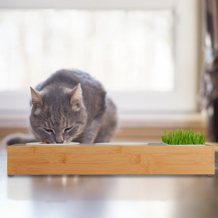Katzenfutterstation und Katzengrasnapf