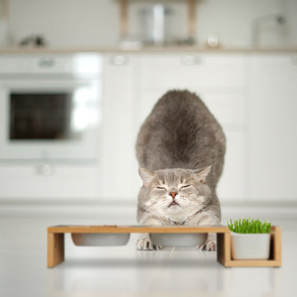 Katzenfutterstation und Katzengrasnapf