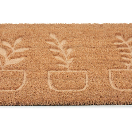 Coconut doormat plants