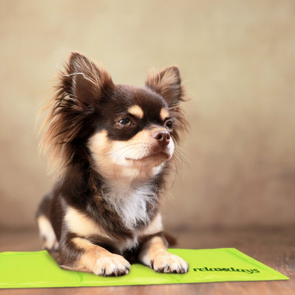 Kühlmatte für Hunde