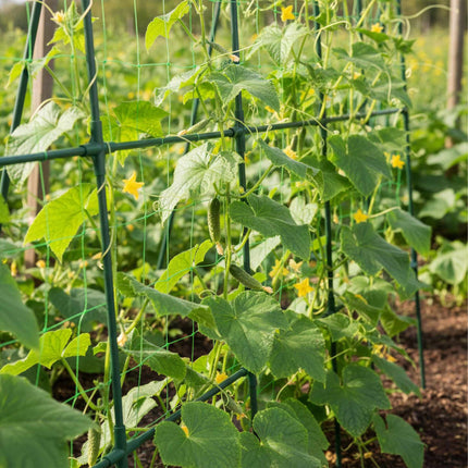 Cucumber Trellis Frame, Metal with Net, Foldable Design