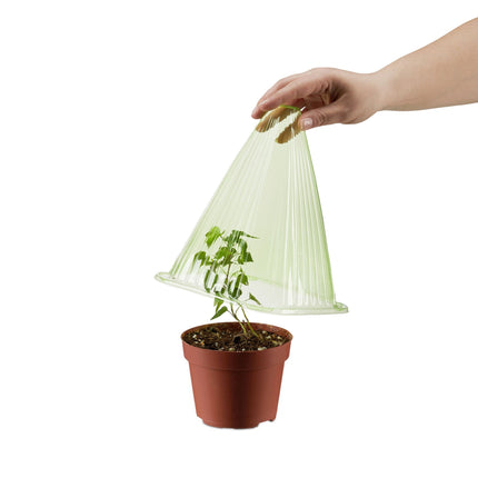 Cultivation cup 24 pcs.