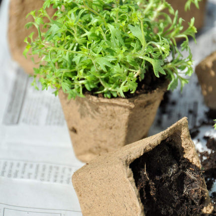 Cultivation pots 240 sets with accessories