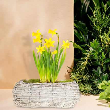 Pot de fleurs courbé - lot de 2