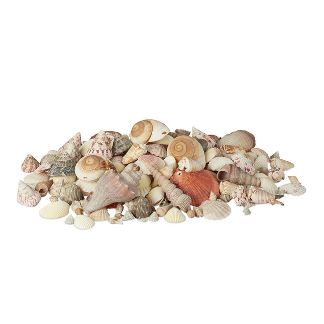 Dekoratives Muschel-Set, 2 kg – See- & Schneckenmuscheln