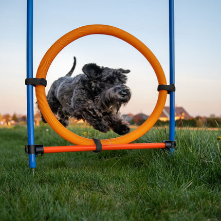 Dog Agility Course Set with Tunnel, Hurdles, Slalom
