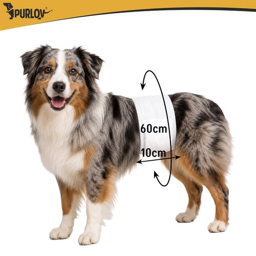 Hundewindeln, absorbierend, Größe ML, 12 Stück, 46-60 cm
