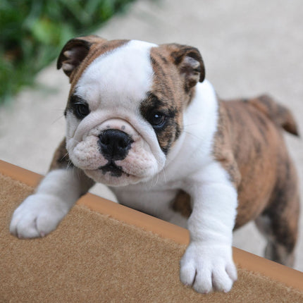 Escalier pour chien 4 marches