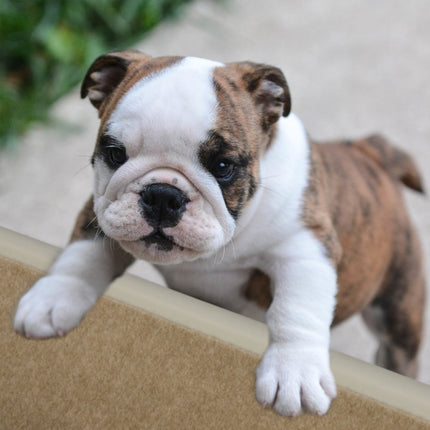 Escalier pour chien 4 marches