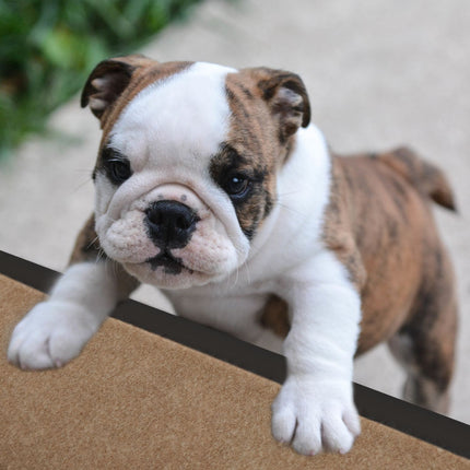 Escalier pour chien 4 marches