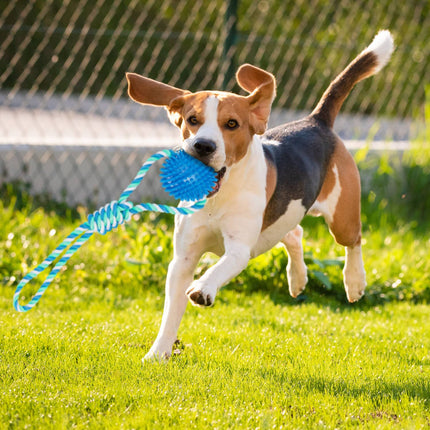 Dog toy ball with rope set of 3