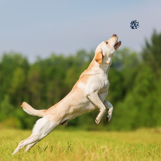 Hundespielzeug-Set 4-teilig
