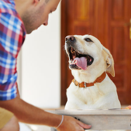 Elevated Dog Feeder with Bone-Shaped Stand, Stainless Steel Bowls