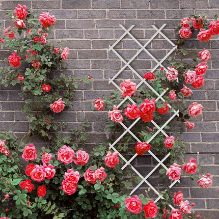 Extendable Plant Trellis Set, 180x60 cm, 3 Pack