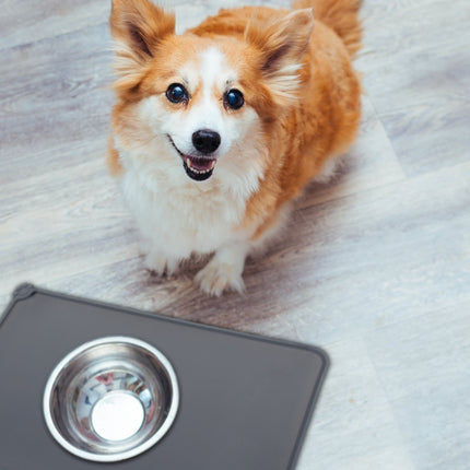 Food bowl coasters in silicone