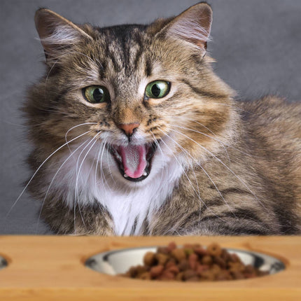 Food bowls for cats