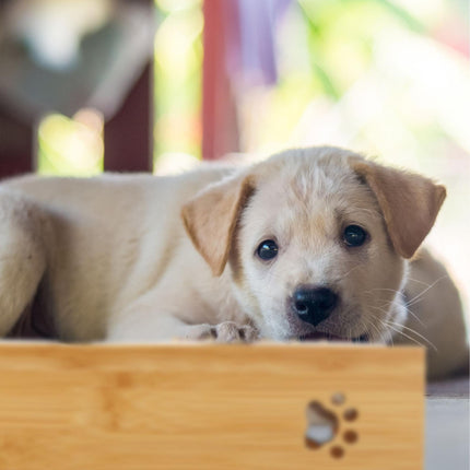 Futternäpfe für Hunde