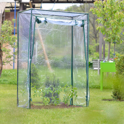 Culture de tomates sous serre