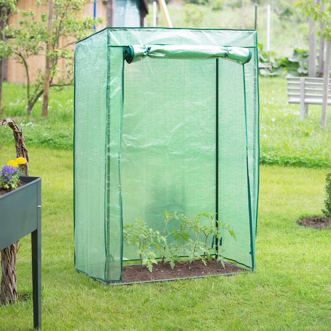 Tomatenanbau im Gewächshaus