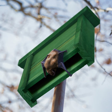 Nichoir à chauves-souris en bois vert