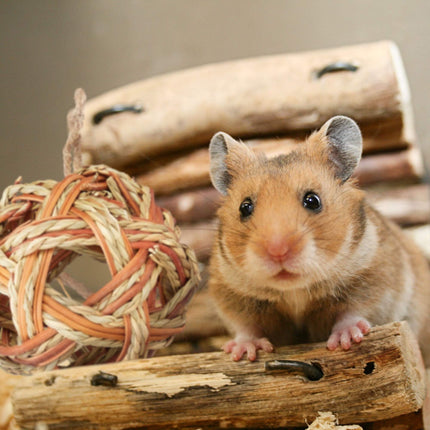 Hamster-Zubehörset 5-tlg.