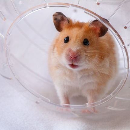 Balle pour hamster avec couvercle gris