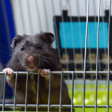 Sac à foin pour petits animaux