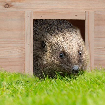 Hedgehog House for Garden – Fir Wood, 2 Chambers