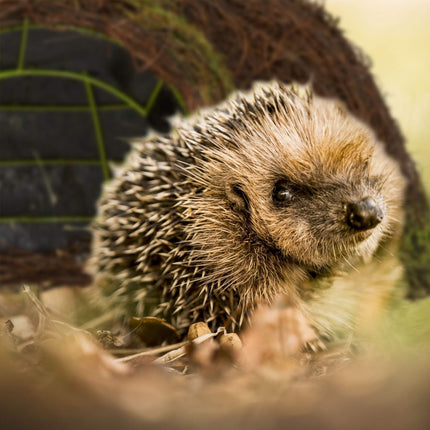 Hedgehog house Igloo