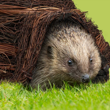 Hedgehog house made of straw