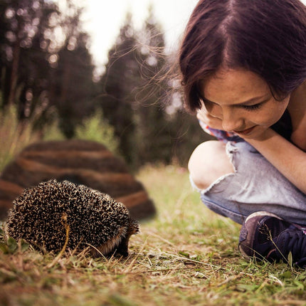 Hedgehog house made of straw