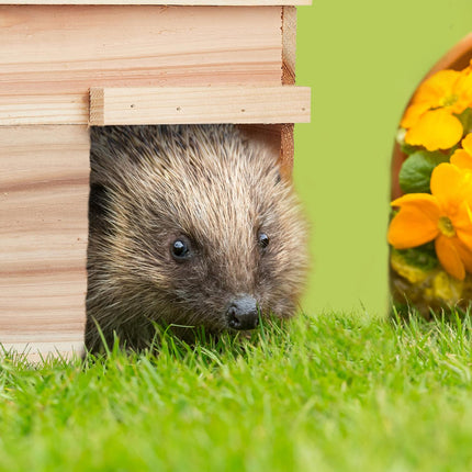Hedgehog house with floor