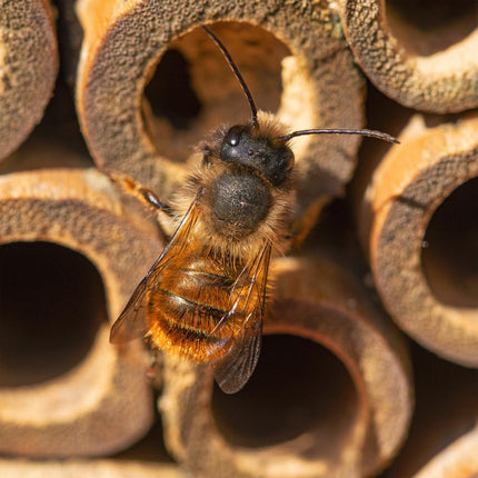 Insektenhotel hexagonal für Bienen