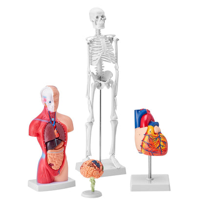 Human Anatomy Model Set, 4-Piece Torso Brain Heart Skeleton